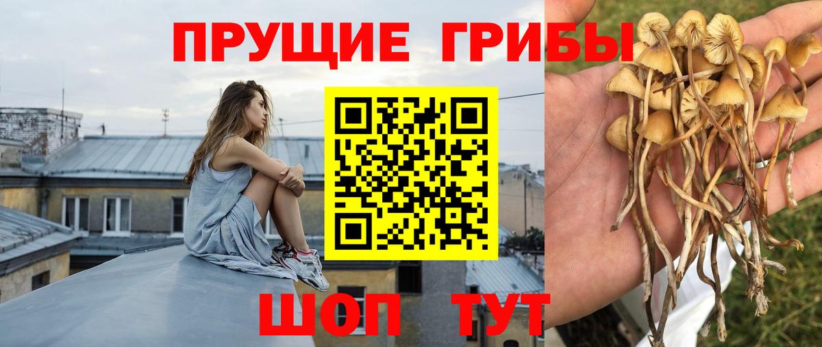 Псилоцибиновые грибы прущие грибы Саранск